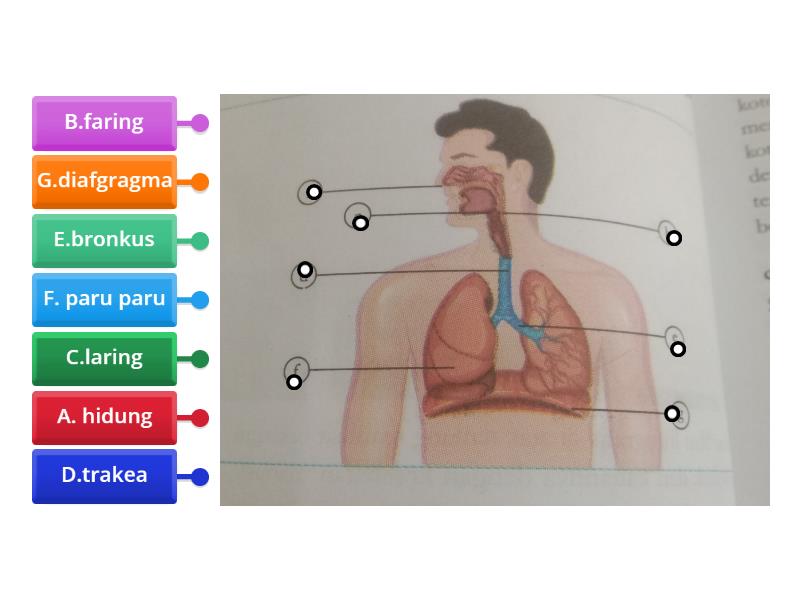 Struktur Dan Organ Pernapasan Labelled Diagram