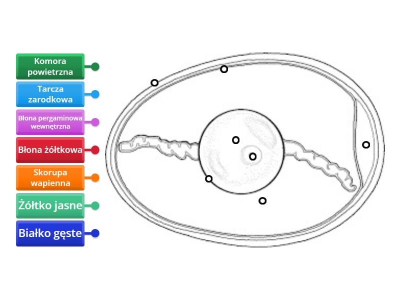 Budowa Jaja Labelled Diagram