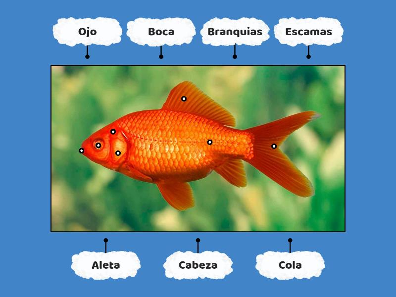 Las Partes Del Pez Diagrama Con Etiquetas