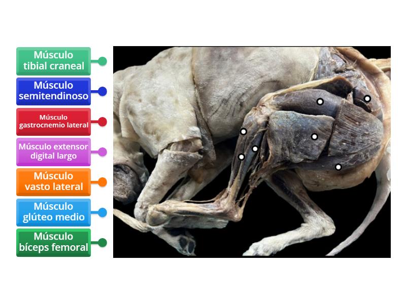 Identifique La Estructura Labelled Diagram