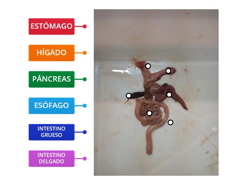 Disecci N Sistema Digestivo De Un Pez Diagrama Con Etiquetas