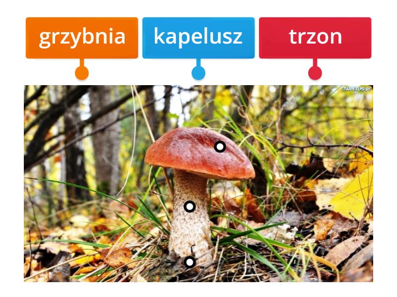 Budowa Grzyba Diagrama Con Etiquetas