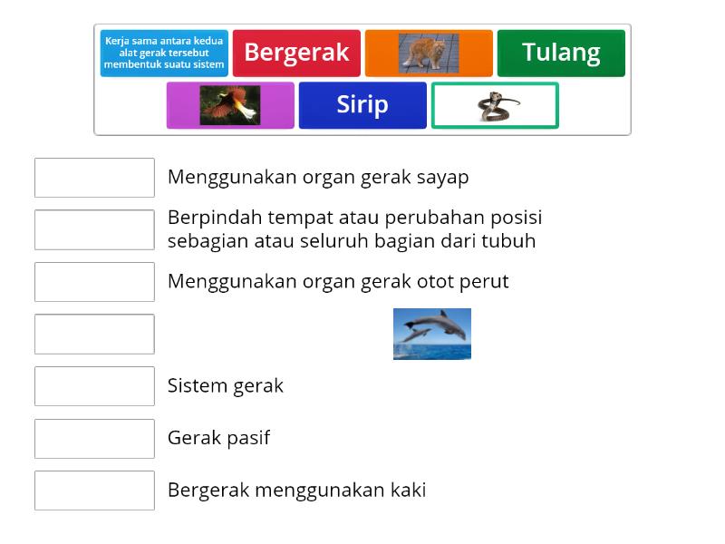 Mengenal Organ Gerak Hewan Dan Fungsinya Une Las Parejas