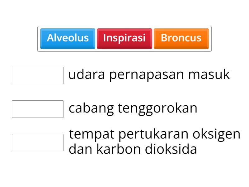 Sistem Pernapasan Pada Manusia Match Up