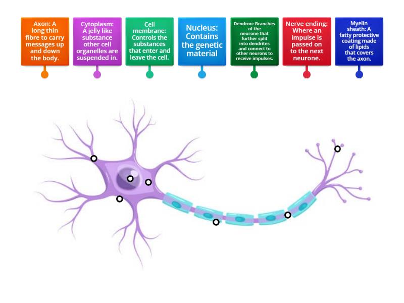 Neurone Labelled Diagram