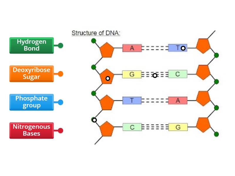 Dna Structure Labelled Diagram