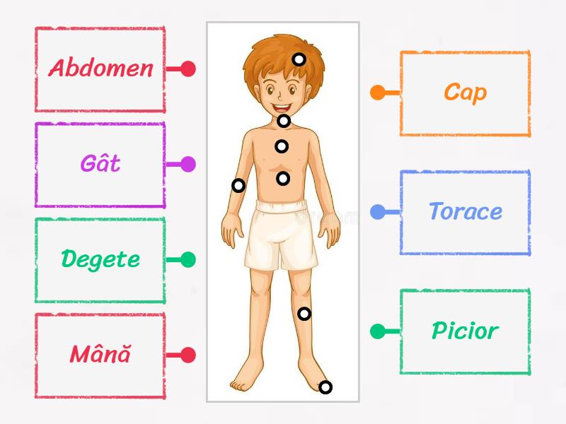 părțile corpului Labelled diagram