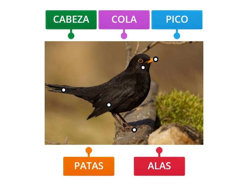 Aves Diagrama Con Etiquetas