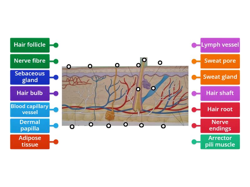 Diagram Of The Skin Labelled Diagram