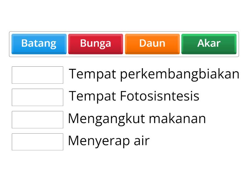 Fungsi Bagian Tumbuhan Match Up