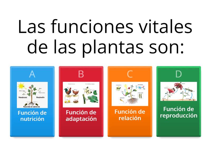 Funciones Vitales De Las Plantas Cuestionario