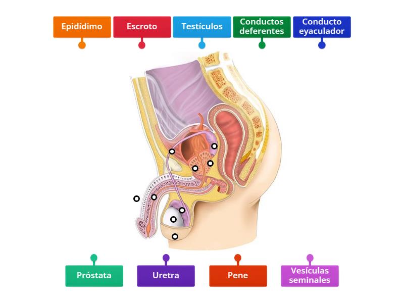 Sistema Reproductor Masculino Labelled Diagram