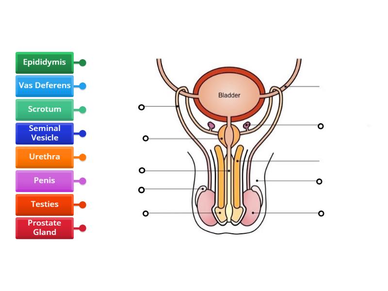 Y Male Reproductive System Labelled Diagram