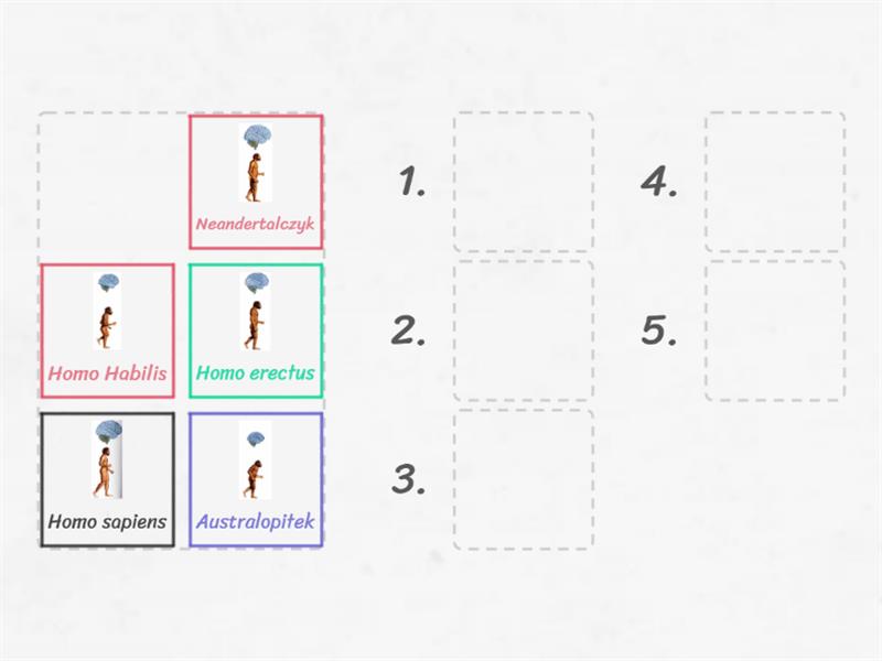 02 Formy ewolucyjne człowieka Ustaw w kolejności