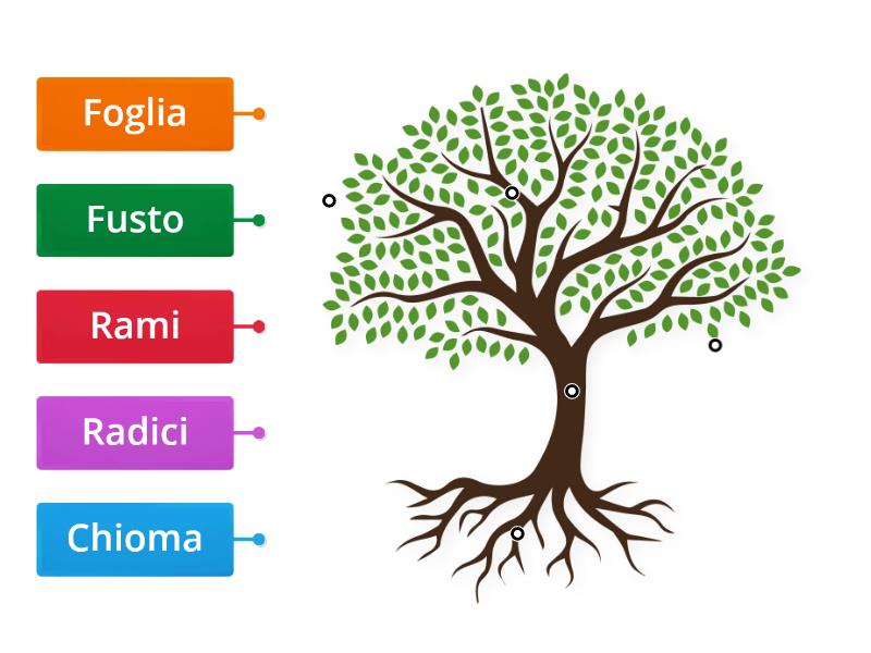 Le Parti Della Pianta 1 Labelled Diagram