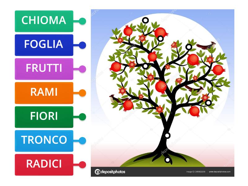 LE PARTI DELLA PIANTA Labelled Diagram