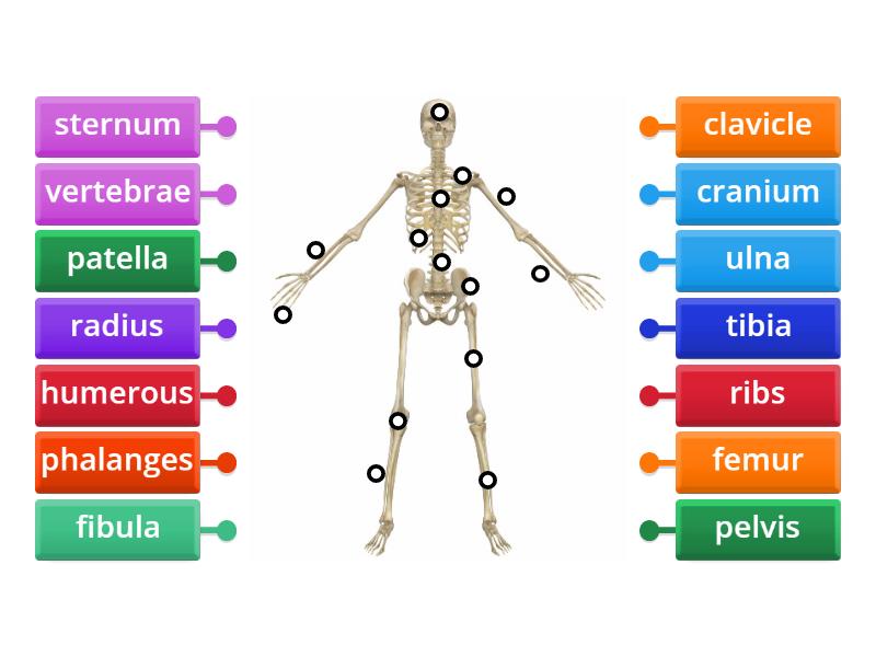 Skeleton Labelled Diagram