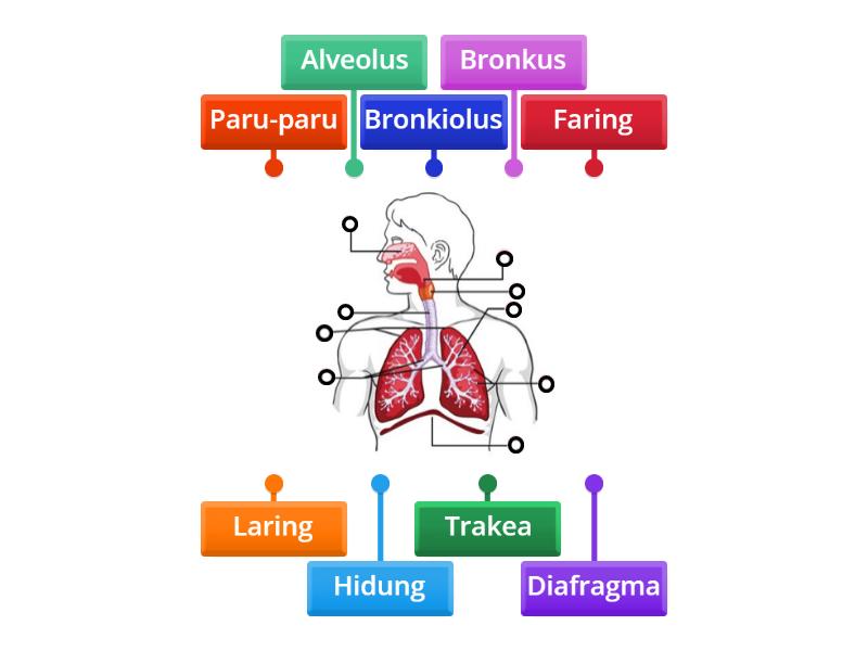 Organ Pernapasan Manusia Ipa Kelas Sd Labelled Diagram