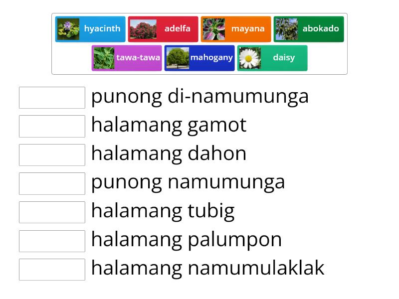 Mga Uri Ng Halamang Ornamental Match Up