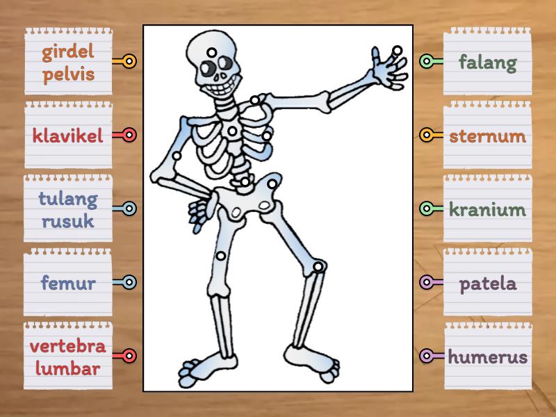 Struktur Tulang Manusia Labelled Diagram