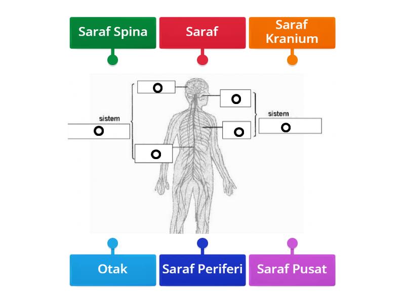 Struktur Sistem Saraf Tingkatan Diagrama Con Etiquetas