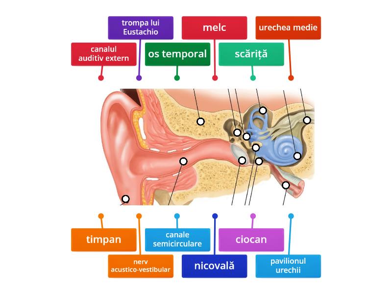 Urechea Labelled Diagram