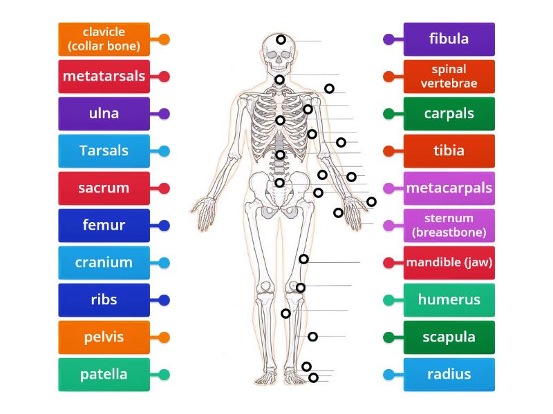 Human Skeleton Labelled Diagram