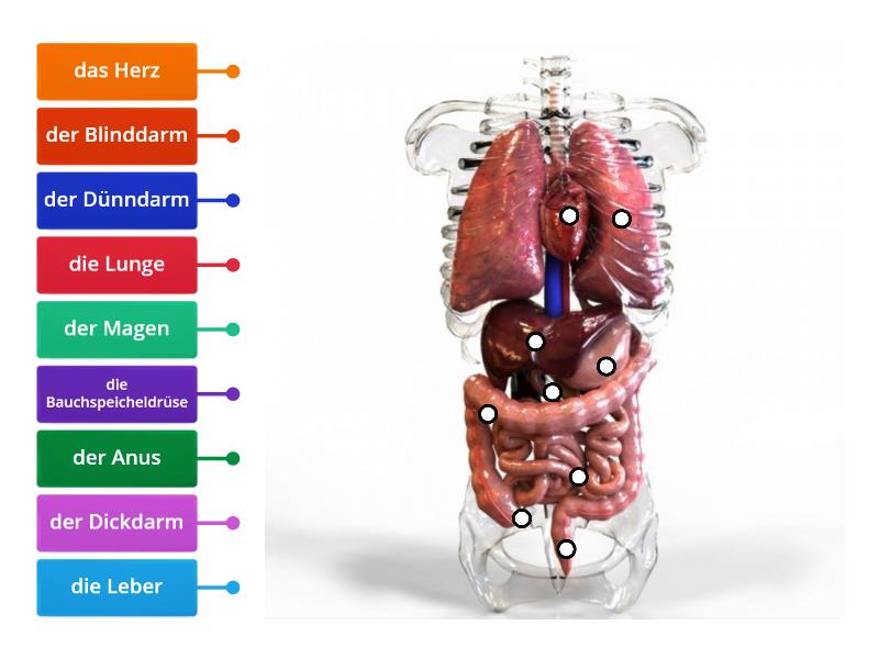 Innere Organe Labelled Diagram