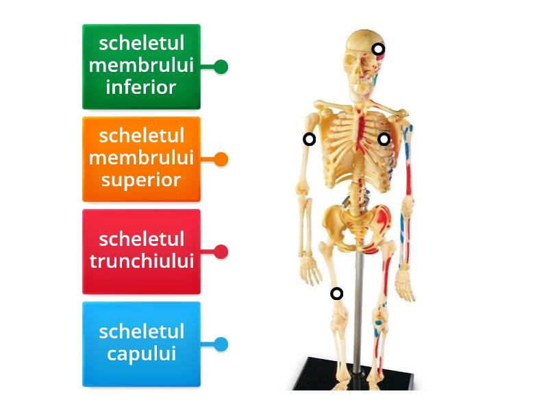 Scheletul Uman Labelled Diagram