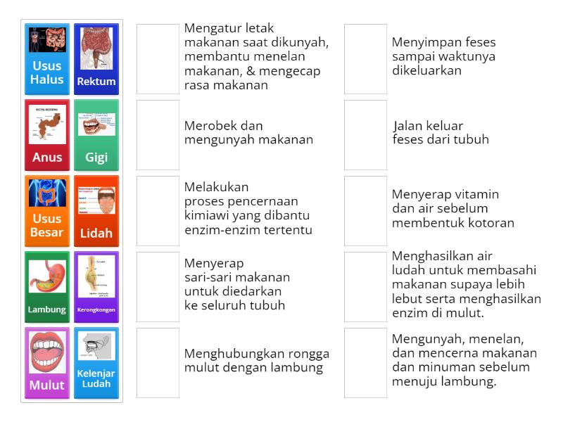 Organ Pencernaan Fungsinya Match Up