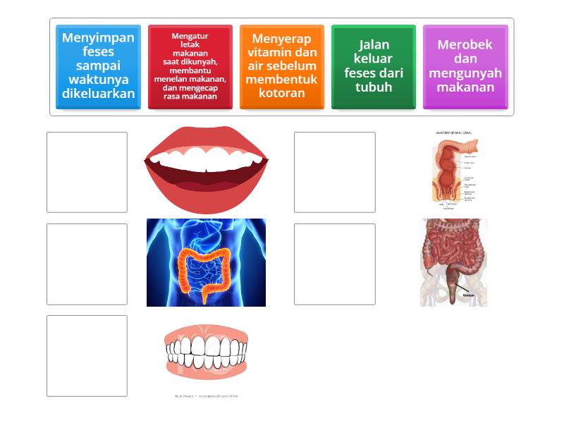 Sistem Pencernaan Manusia Match Up