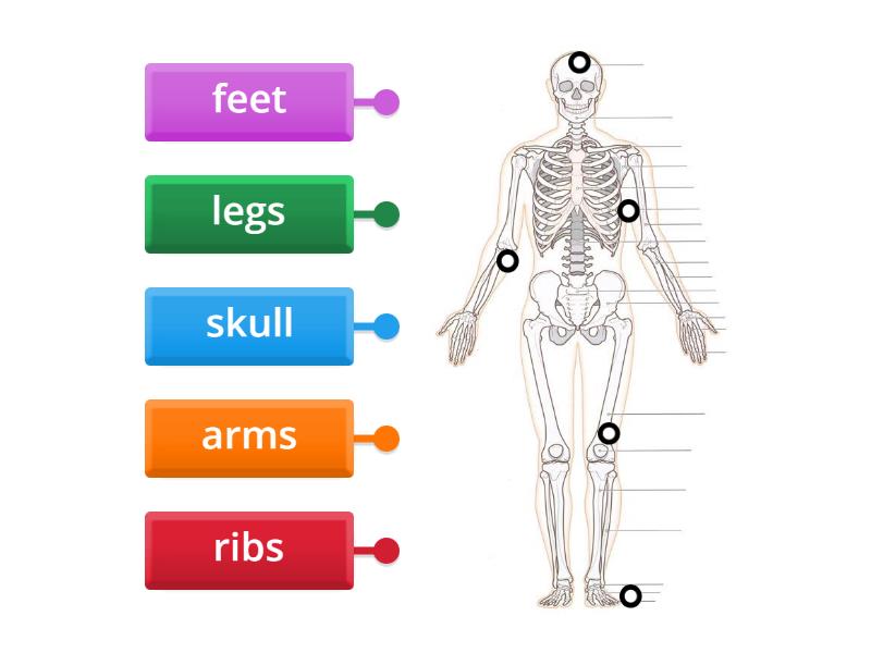 Skeleton Labelled Diagram