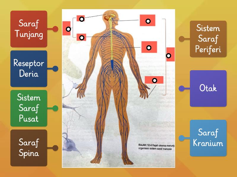 12 2 Sistem Saraf Manusia Struktur Diagrama Con Etiquetas