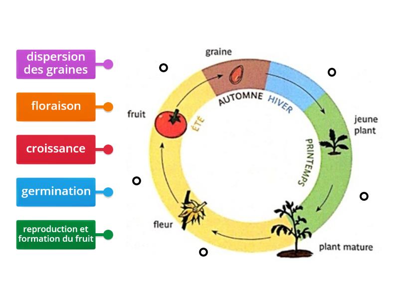 Le Cycle De Vie D Une Plante Labelled Diagram