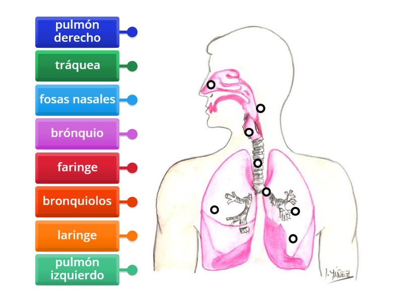 Diagrama Sistema Respiratorio Diagrama Con Etiquetas