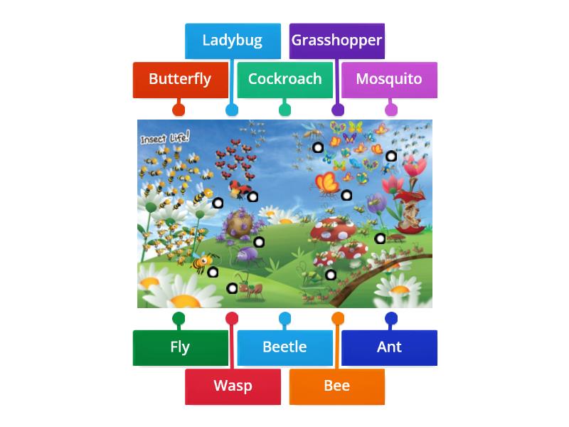 Insects Labelled Diagram