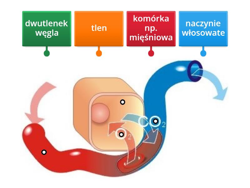 Wymiana Gazowa W Tkankach Labelled Diagram