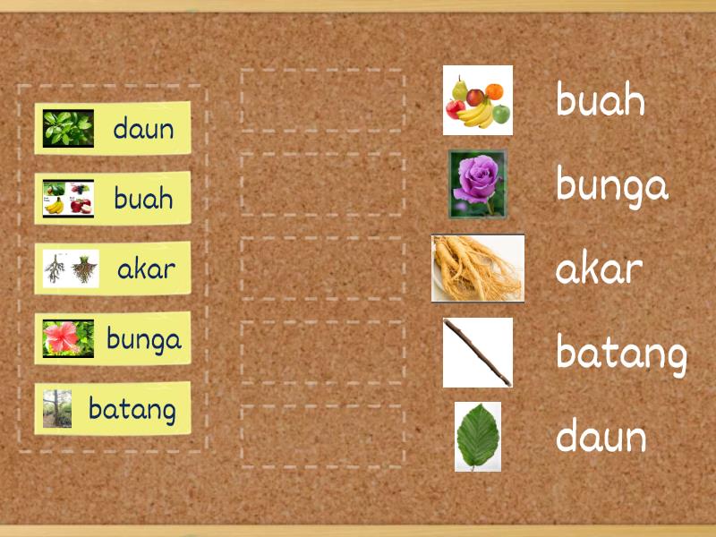 Bahagian Tumbuh Tumbuhan Match Up