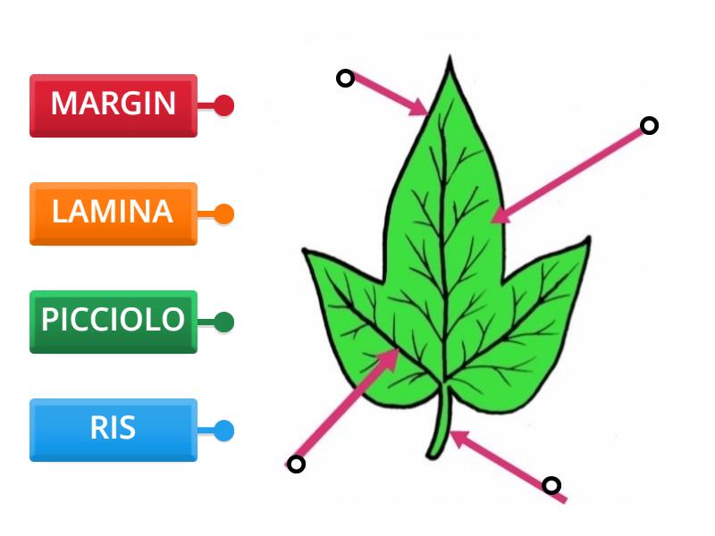 LA FOGLIA Collega I Nomi In Inglese Alle Parti Giuste Della Foglia