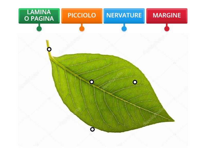 Foglia Labelled Diagram