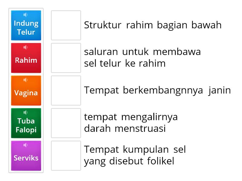 Fungsi Organ Reproduksi Wanita Match Up