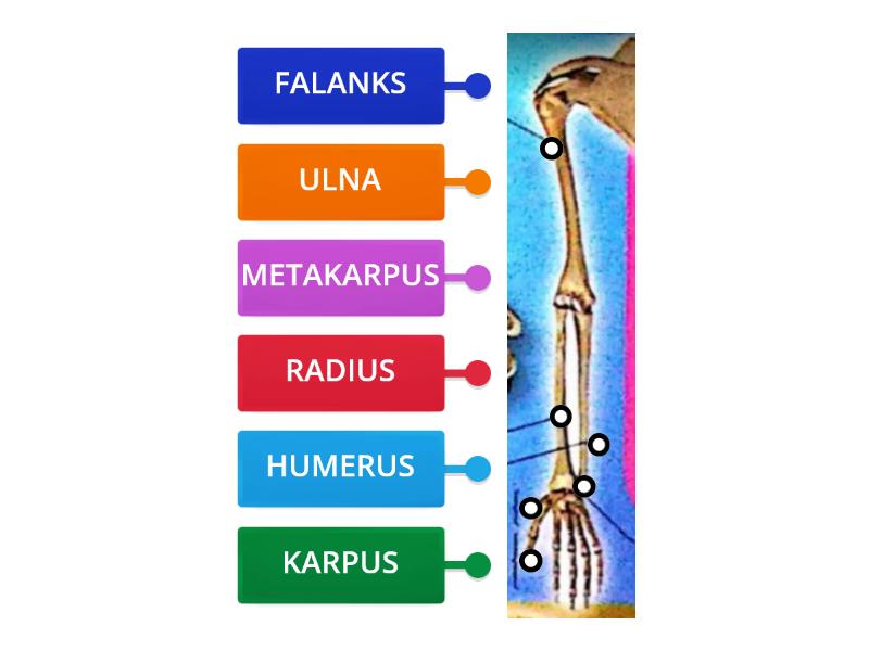 TULANG TANGAN TINGKATAN 4 BAB 6 Labelled Diagram