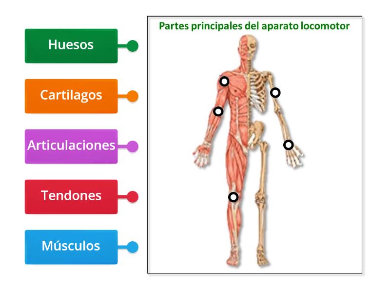 PARTES PRINCIPALES DEL APARATO LOCOMOTOR Diagrama Con Etiquetas