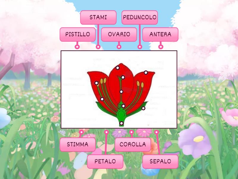 Le Parti Del Fiore Labelled Diagram