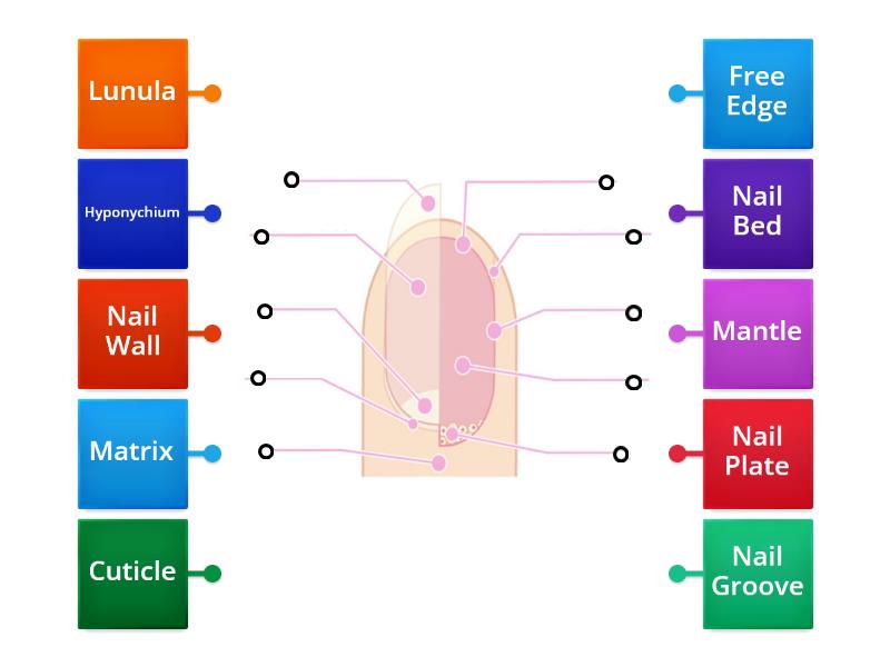 Nail Diagram Labelled Diagram