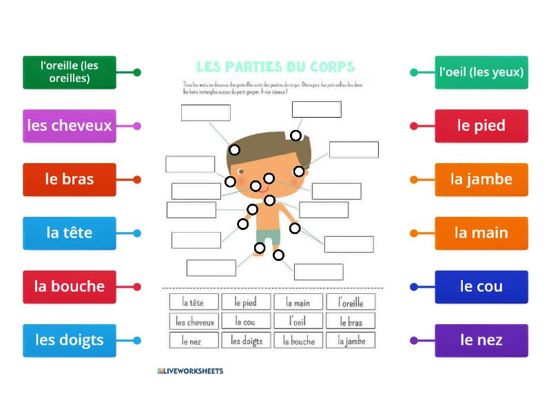 Les Parties Du Corps Labelled Diagram