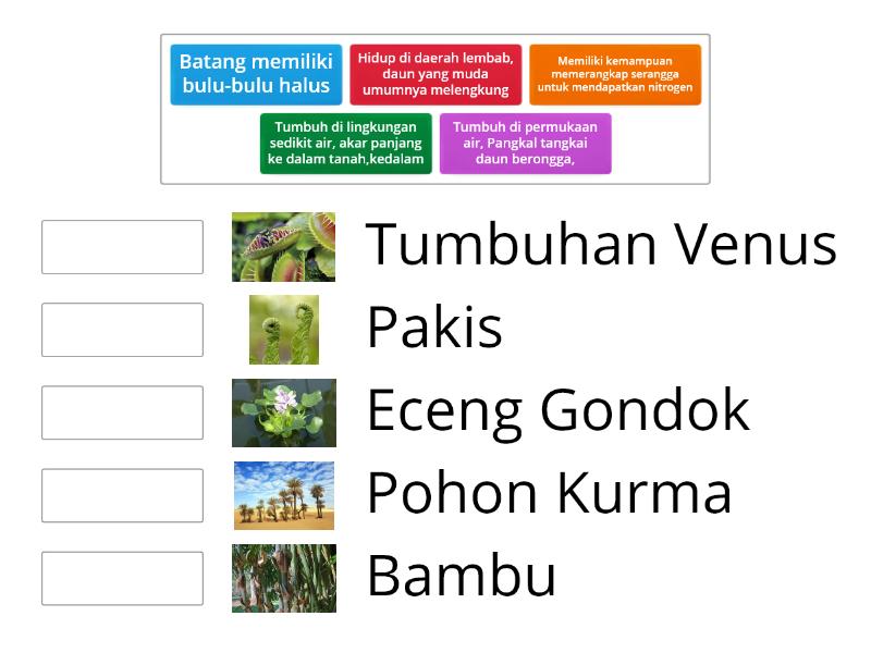 Cara Tumbuhan Melindungi Diri Atau Menyesuaikan Diri Match Up