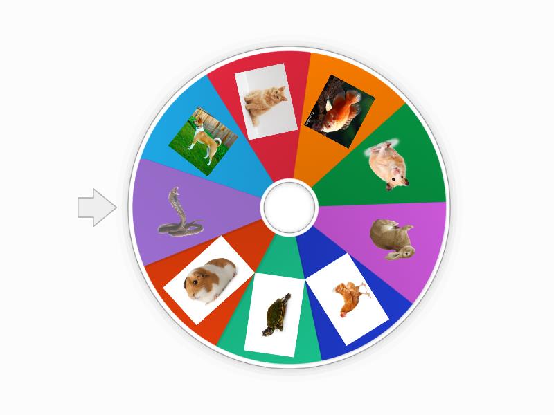 Pets Spin The Wheel