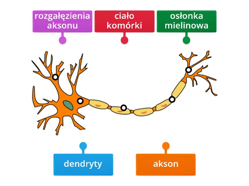 Budowa Neuronu Rysunek Z Opisami