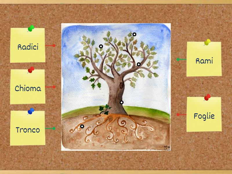 Le Parti Della Pianta Labelled Diagram